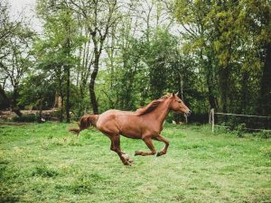 Lire la suite à propos de l’article Les différentes races de chevaux de course